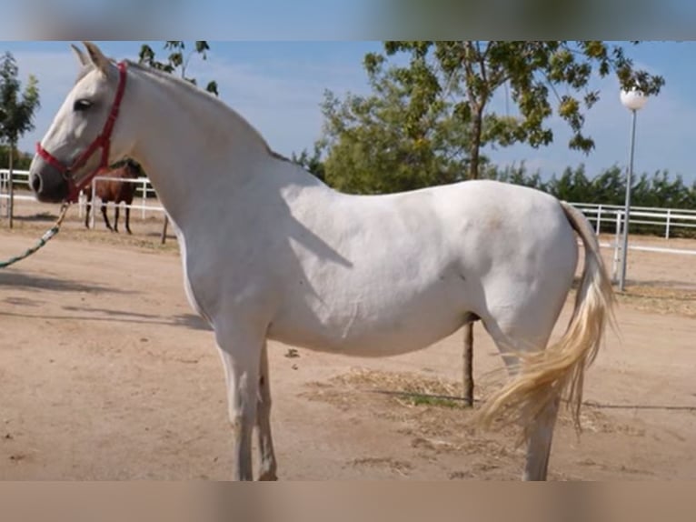 PRE Mix Mare 18 years 17 hh Gray in Cambrils