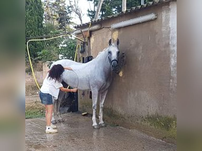 PRE Mix Mare 18 years 17 hh Gray in Cambrils