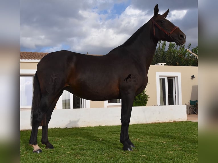 PRE Mare 19 years 15,2 hh Brown in Menorca