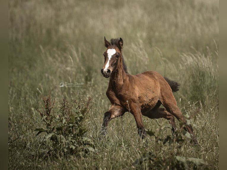 PRE Mare 19 years 15.2 hh Grullo in Achstetten
