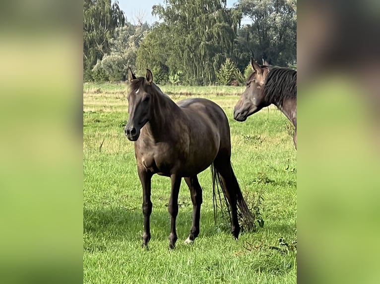 PRE Mare 19 years 15.2 hh Grullo in Achstetten