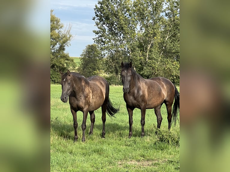 PRE Mare 19 years 15.2 hh Grullo in Achstetten