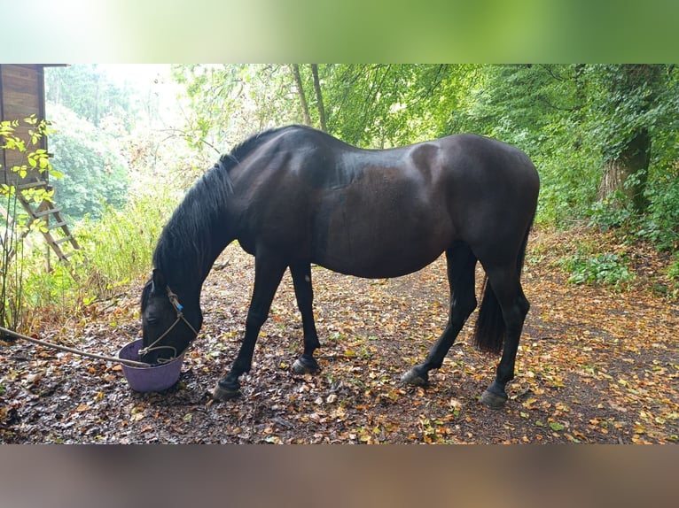 PRE Mix Mare 19 years 15 hh  in Waldshut-Tiengen
