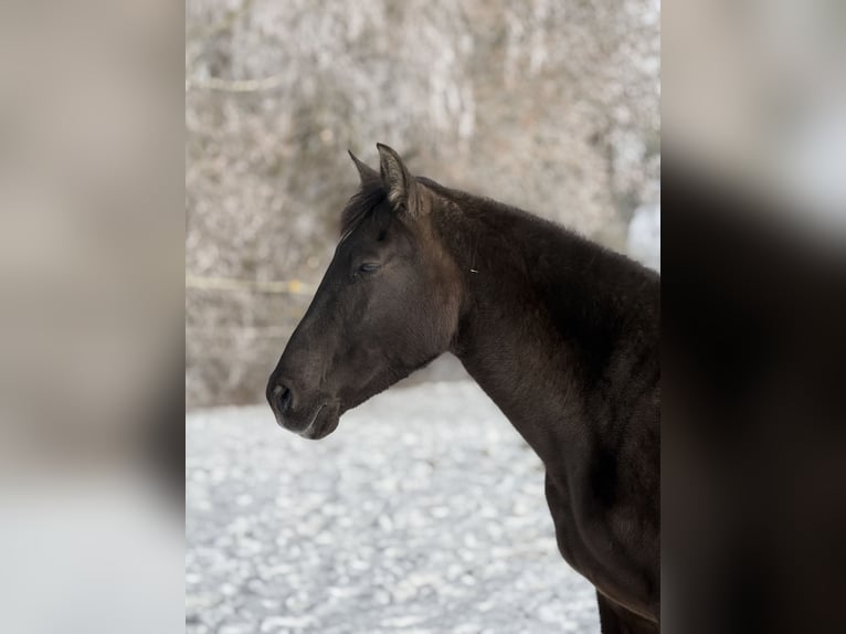 PRE Mix Mare 19 years 15,2 hh Grullo in Achstetten