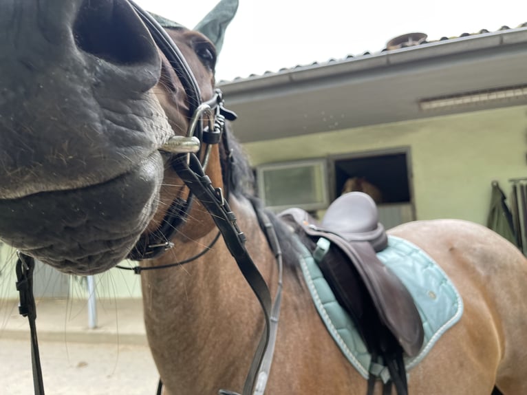 PRE Mix Mare 19 years 15,2 hh Roan-Red in Marloffstein