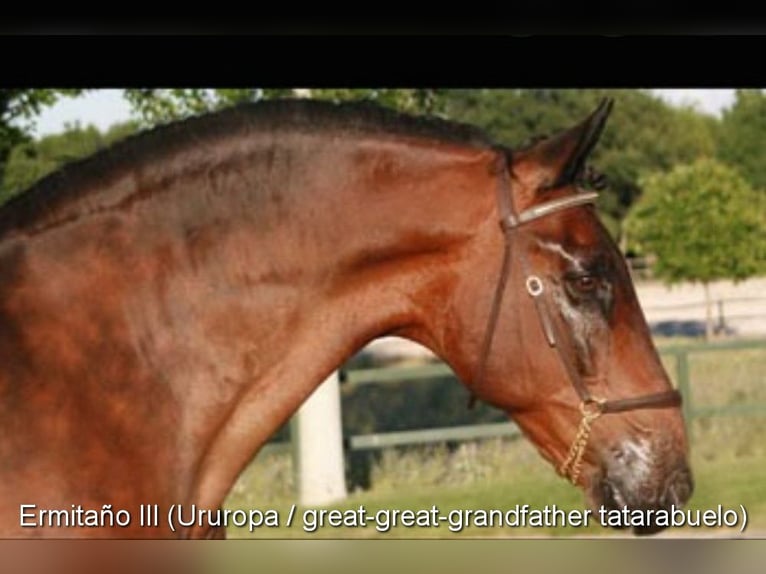 PRE Mare 1 year 12.1 hh Brown in Provinz Malaga