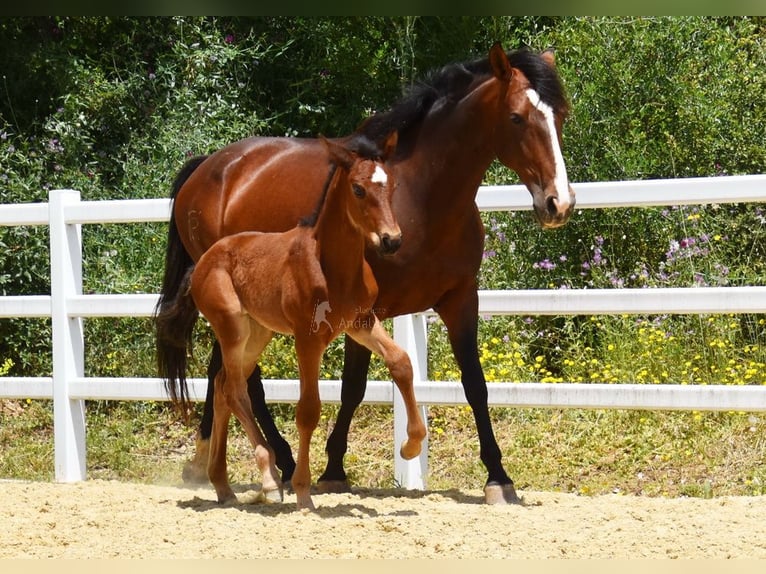 PRE Mare 1 year 12.1 hh Brown in Provinz Malaga