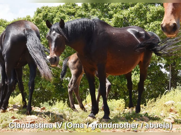 PRE Mare 1 year 12.1 hh Brown in Provinz Malaga