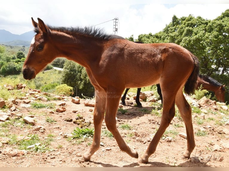 PRE Mare 1 year 12.1 hh Brown in Provinz Malaga