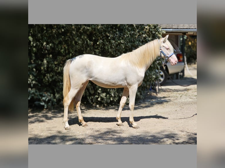 PRE Mix Mare 1 year 12,2 hh Perlino in Visz