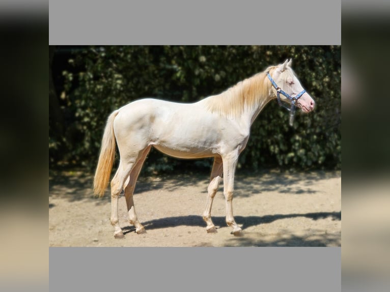 PRE Mix Mare 1 year 12,2 hh Perlino in Visz