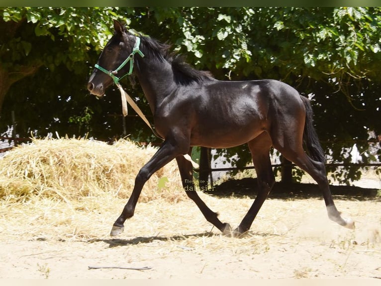PRE Mare 1 year 13.1 hh Black in Provinz Cordoba