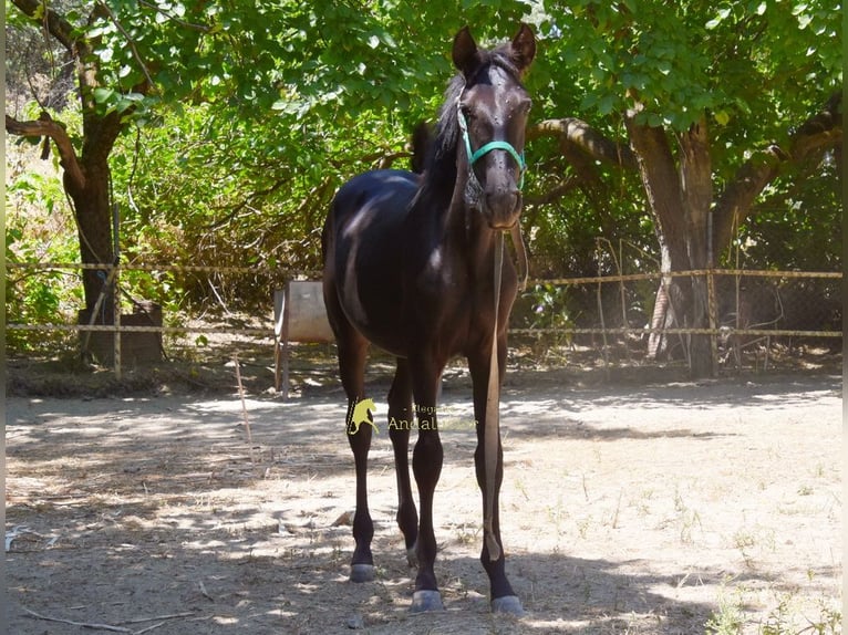 PRE Mare 1 year 13.1 hh Black in Provinz Cordoba