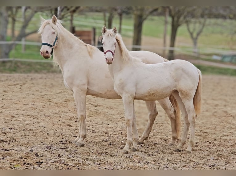 PRE Mare 1 year 13.1 hh Perlino in Visz