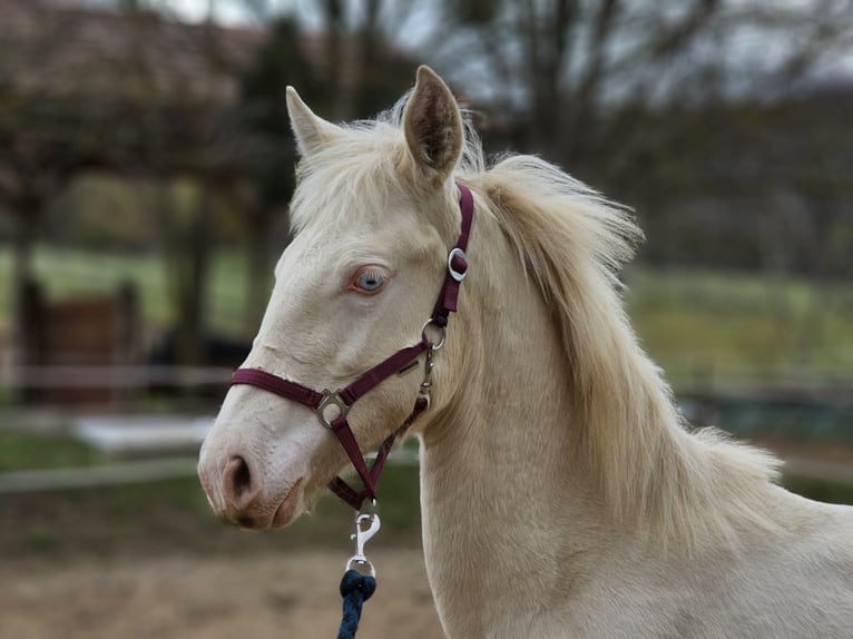 PRE Mare 1 year 13.1 hh Perlino in Visz