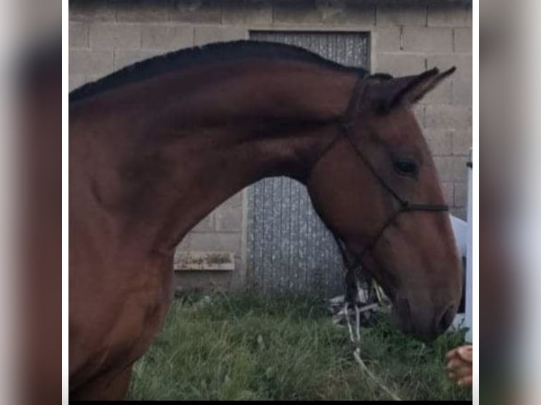 PRE Mix Mare 1 year 13,2 hh Black in San Cibrao Das Viñas (Capital)