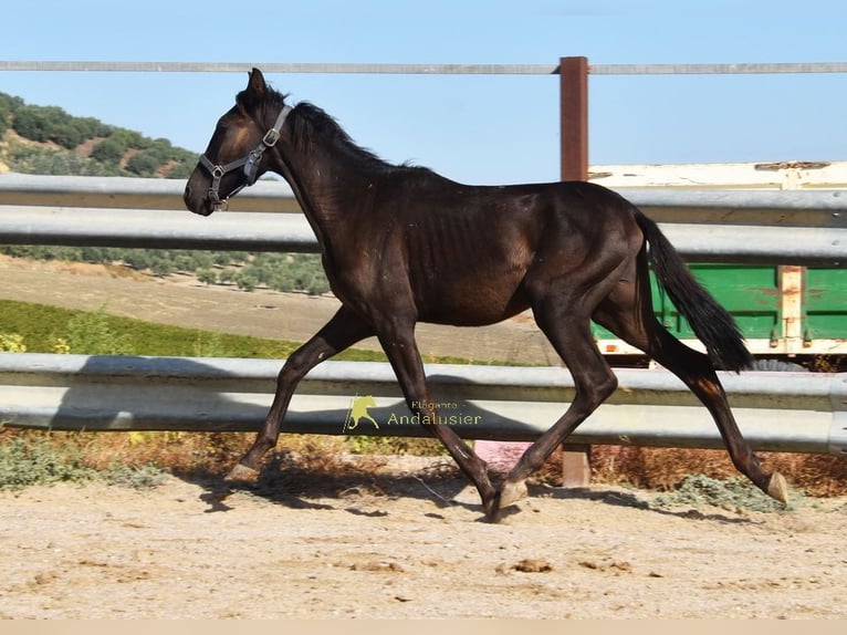PRE Mare 1 year 13.2 hh Black in Provinz Cordoba