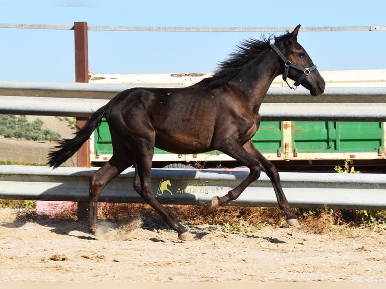 PRE Mare 1 year 13.2 hh Black in Provinz Cordoba
