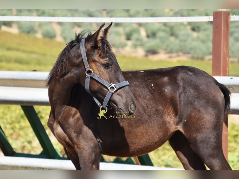 PRE Mare 1 year 13.2 hh Black in Provinz Cordoba