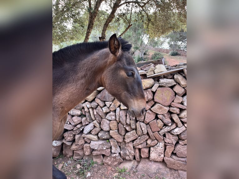 PRE Mare 1 year 13,3 hh Smoky-Black in Mao