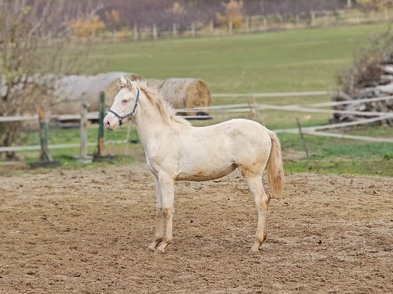 PRE Mare 1 year 13,1 hh Perlino in Visz
