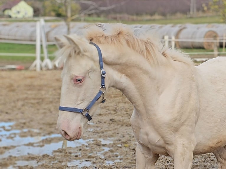 PRE Mare 1 year 13,1 hh Perlino in Visz