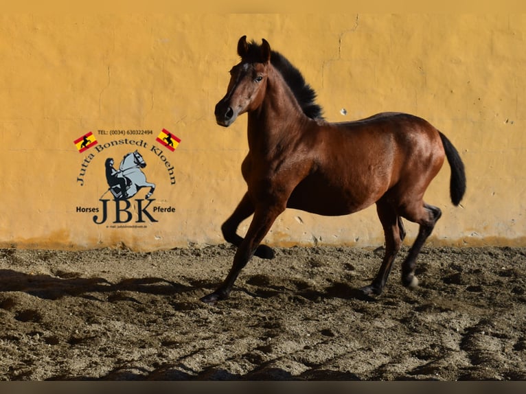 PRE Mix Mare 1 year 14,1 hh Brown in Tabernas Almeria