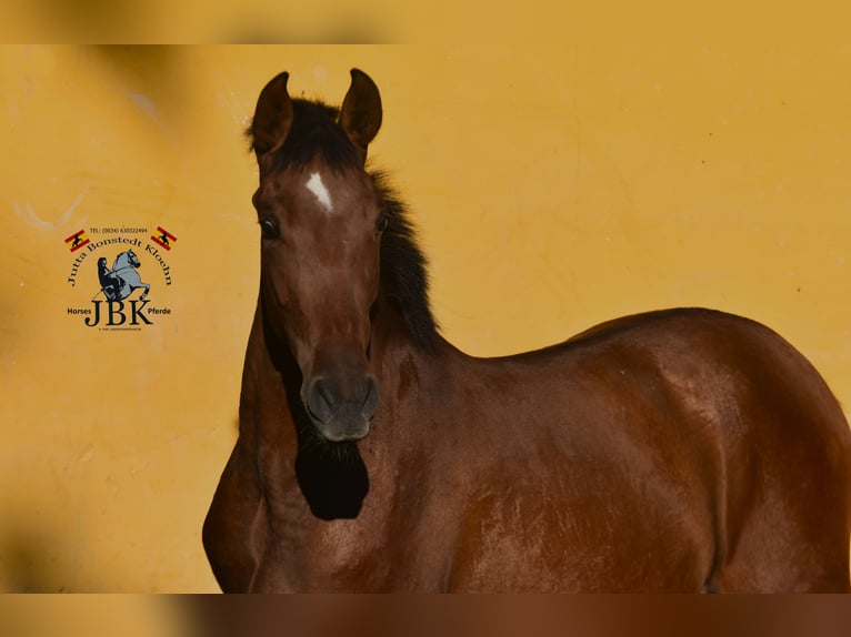 PRE Mix Mare 1 year 14,1 hh Brown in Tabernas Almeria