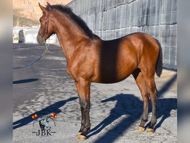 PRE Mix Mare 1 year 14,1 hh Brown in Tabernas Almeria