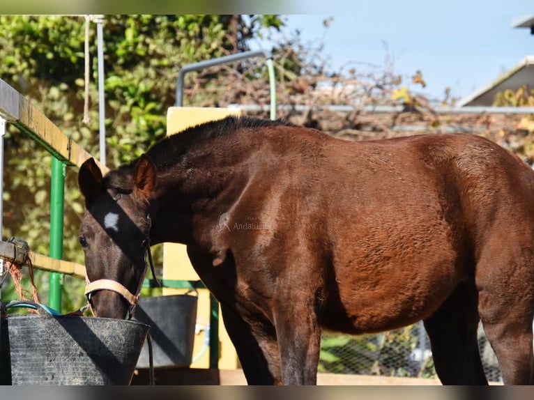 PRE Mare 1 year 14,1 hh Chestnut in Provinz Malaga