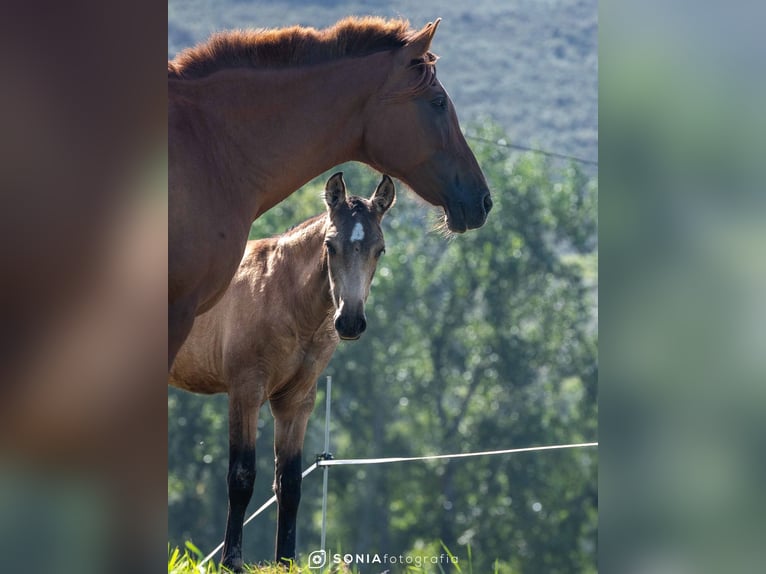 PRE Mix Mare 1 year 14,2 hh Dun in Boquerizo