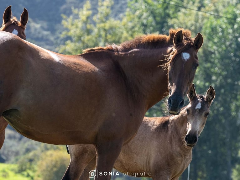 PRE Mix Mare 1 year 14,2 hh Dun in Boquerizo