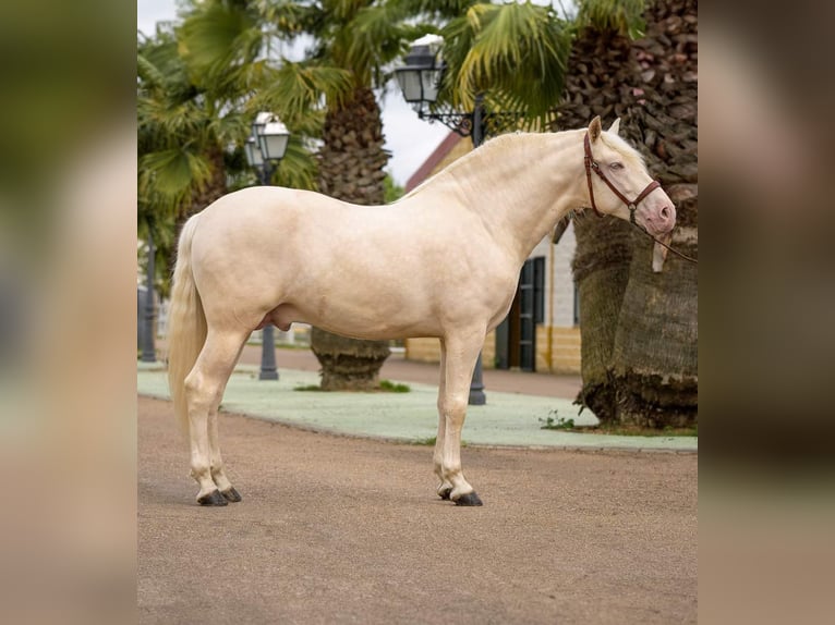PRE Mix Mare 1 year 14,2 hh Palomino in Schwarmstedt