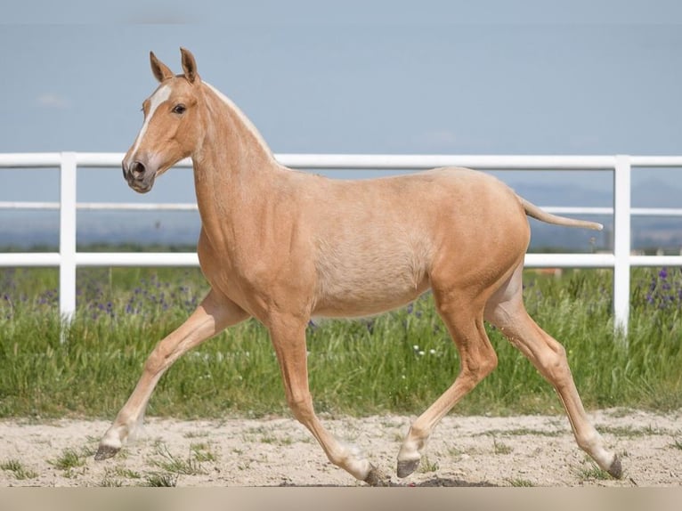 PRE Mix Mare 1 year 14,2 hh Palomino in Schwarmstedt