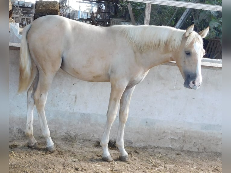 PRE Mare 1 year 14,2 hh Palomino in Rafelguaraf