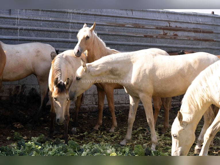 PRE Mare 1 year 14,2 hh Palomino in Rafelguaraf