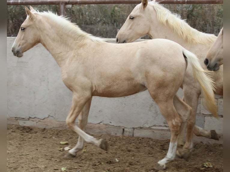 PRE Mare 1 year 14,2 hh Palomino in Rafelguaraf