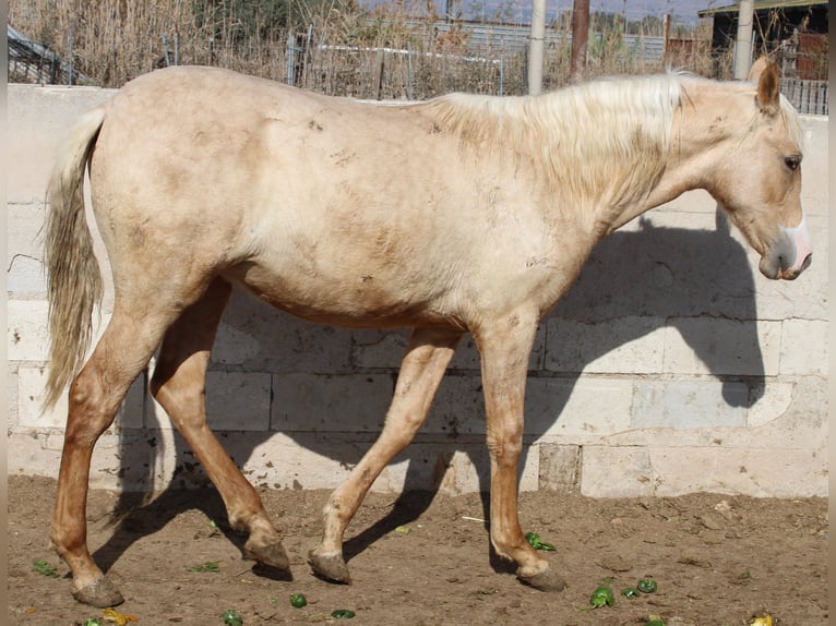 PRE Mare 1 year 14,2 hh Palomino in Rafelguaraf