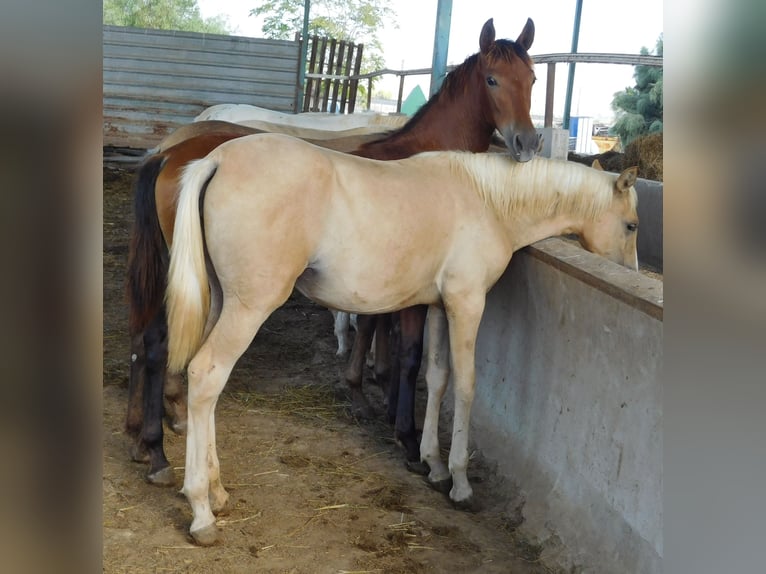 PRE Mare 1 year 14,2 hh Palomino in Rafelguaraf