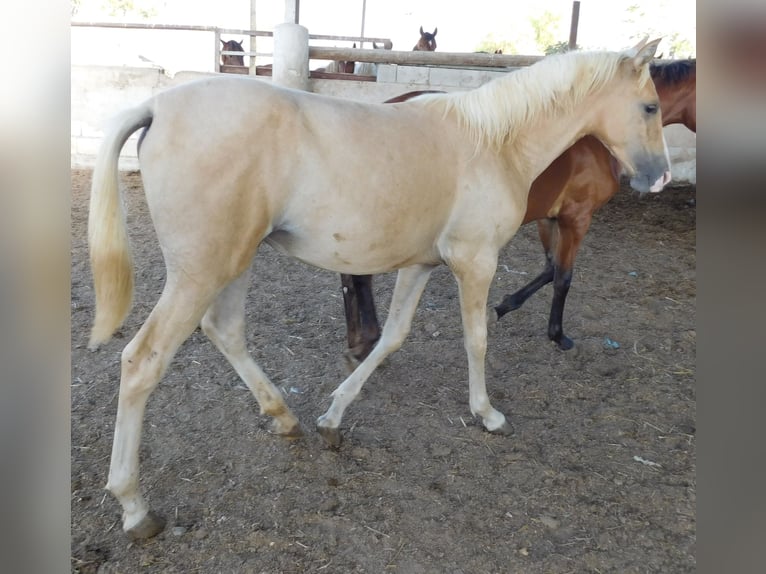 PRE Mare 1 year 14,2 hh Palomino in Rafelguaraf