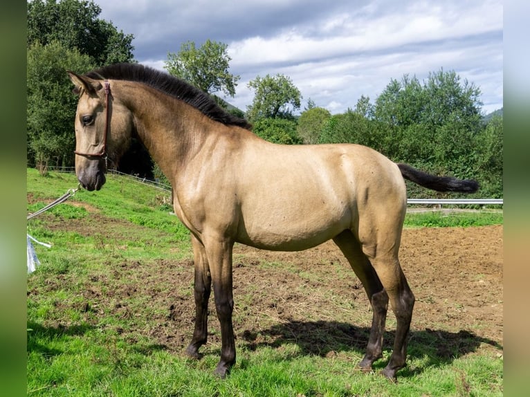 PRE Mix Mare 1 year 14,3 hh Dun in Boquerizo