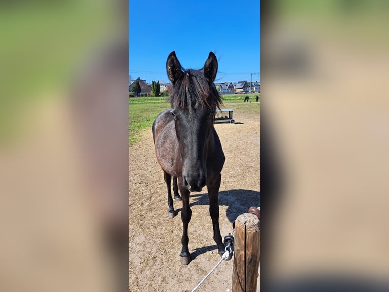 PRE Mare 1 year 14 hh Gray in Santpoort-Zuid