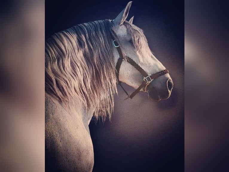 PRE Mare 1 year 14 hh Gray in Santpoort-Zuid
