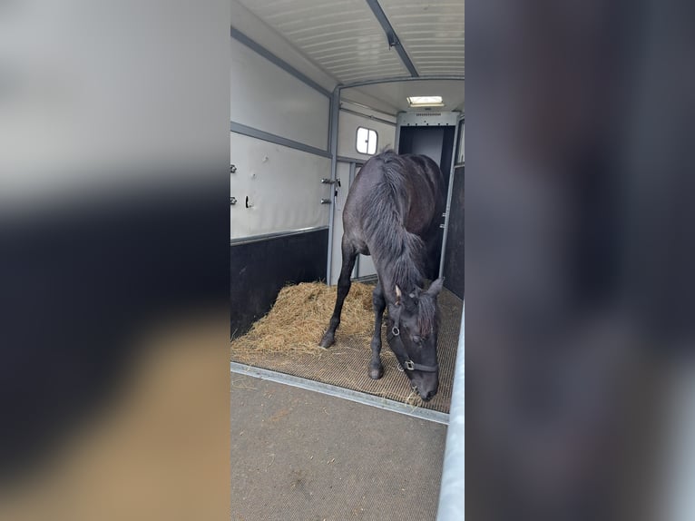PRE Mare 1 year 14 hh Gray in Santpoort-Zuid