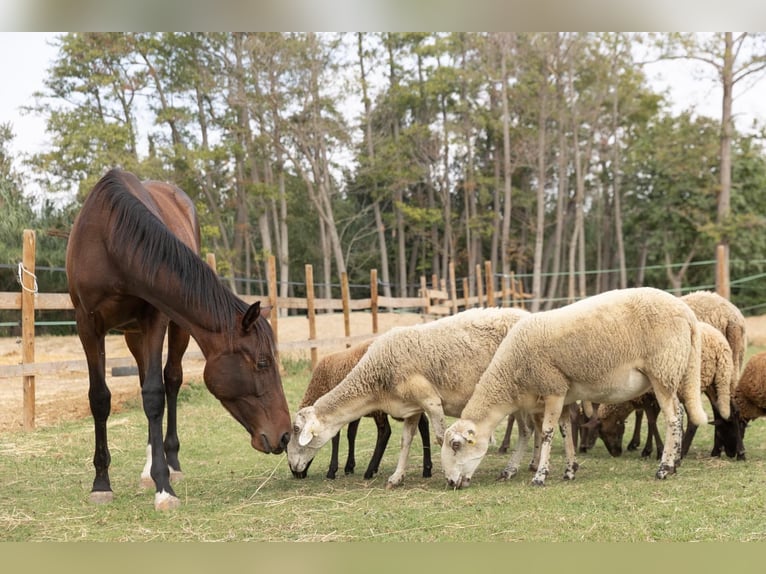 PRE Mix Mare 1 year 14,2 hh Brown in Castello D&#x27;Empuries