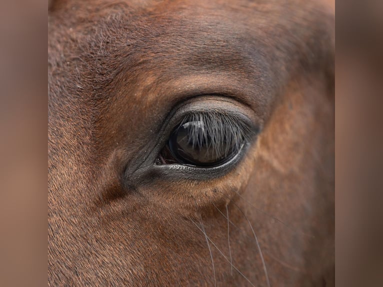 PRE Mix Mare 1 year 14,2 hh Brown in Castello D&#x27;Empuries