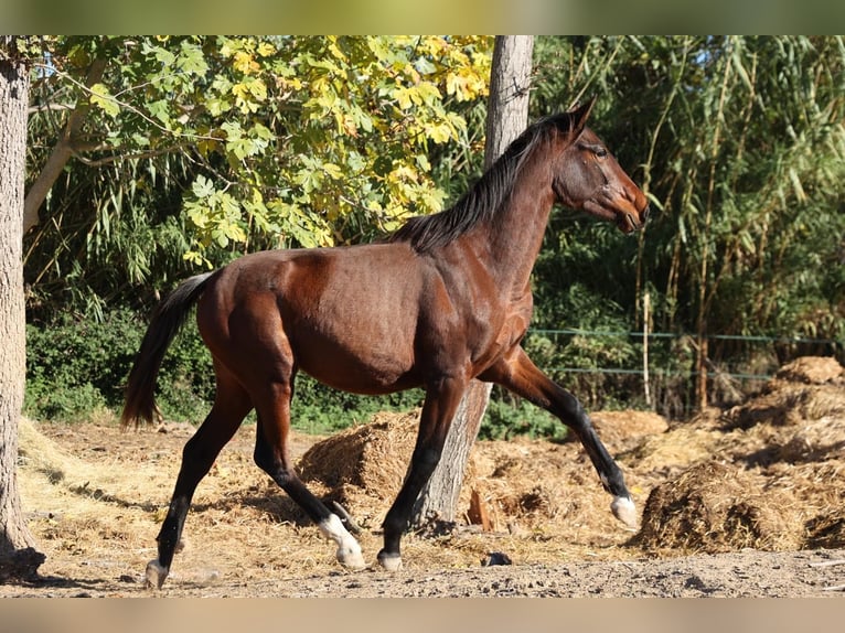 PRE Mix Mare 1 year 14,2 hh Brown in Castello D&#x27;Empuries