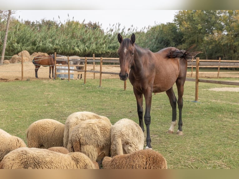 PRE Mix Mare 1 year 14,2 hh Brown in Castello D&#x27;Empuries
