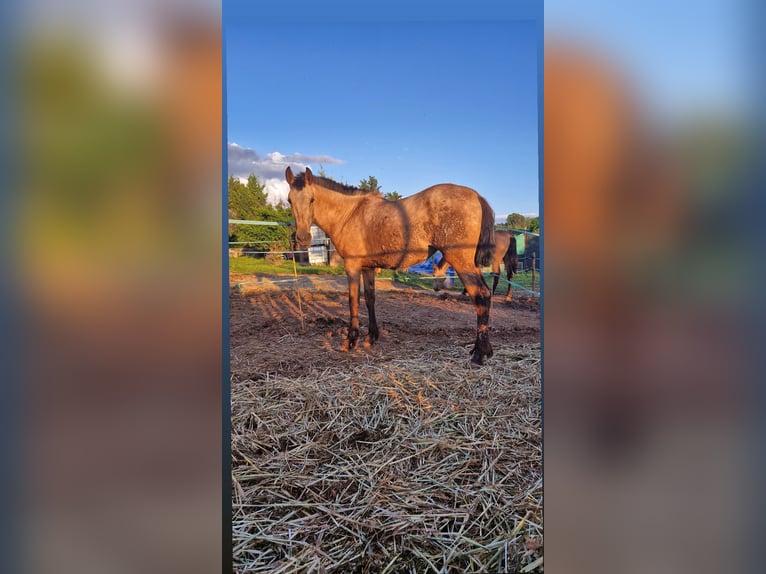 PRE Mix Mare 1 year 14,2 hh Dun in Manresa