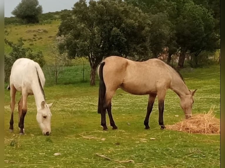 PRE Mare 1 year 14,2 hh Dun in El Cerro De Andevalo